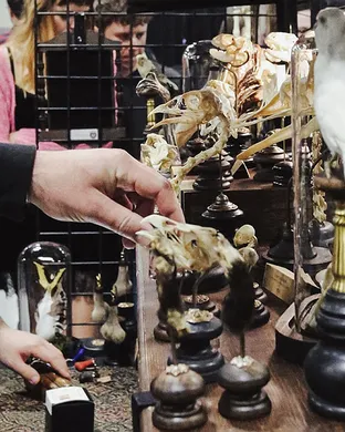 Oddities and Curiosities Expo Pittsburgh
